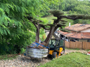 Vente et plantation Olivier bonsaï LATRESNE proche CARIGNAN DE BORDEAUX